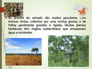 As árvores do cerrado são muitos peculiares, com
troncos tortos, cobertos por uma cortiça grossa, e de
folhas geralmente grandes e rígidas. Muitas plantas
herbáceas têm órgãos subterrâneos que armazenam
água e nutrientes.
 