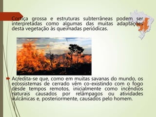  Cortiça grossa e estruturas subterrâneas podem ser
interpretadas como algumas das muitas adaptações
desta vegetação às queimadas periódicas.
 Acredita-se que, como em muitas savanas do mundo, os
ecossistemas de cerrado vêm co-existindo com o fogo
desde tempos remotos, inicialmente como incêndios
naturais causados por relâmpagos ou atividades
vulcânicas e, posteriormente, causados pelo homem.
 