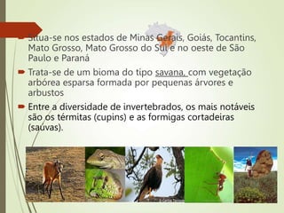  Situa-se nos estados de Minas Gerais, Goiás, Tocantins,
Mato Grosso, Mato Grosso do Sul e no oeste de São
Paulo e Paraná
 Trata-se de um bioma do tipo savana, com vegetação
arbórea esparsa formada por pequenas árvores e
arbustos
 Entre a diversidade de invertebrados, os mais notáveis
são os térmitas (cupins) e as formigas cortadeiras
(saúvas).
 