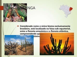 CAATINGA
 Considerado como o único bioma exclusivamente
brasileiro, está localizado na faixa sub-equatorial,
entre a floresta amazônica e a floresta atlântica,
compreendendo quase 10% da área total do
território brasileiro
 