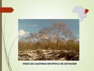 VISÃO DA CAATINGA EM ÉPOCA DE ESTIAGEM
 