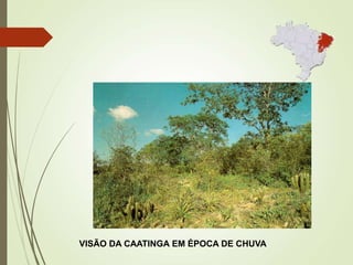VISÃO DA CAATINGA EM ÉPOCA DE CHUVA
 