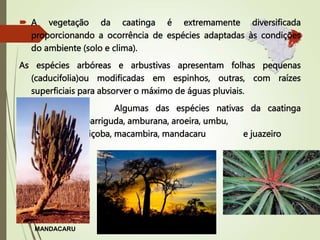  A vegetação da caatinga é extremamente diversificada
proporcionando a ocorrência de espécies adaptadas às condições
do ambiente (solo e clima).
As espécies arbóreas e arbustivas apresentam folhas pequenas
(caducifolia)ou modificadas em espinhos, outras, com raízes
superficiais para absorver o máximo de águas pluviais.
 Algumas das espécies nativas da caatinga
são: barriguda, amburana, aroeira, umbu,
baraúna, maniçoba, macambira, mandacaru e juazeiro
MANDACARU
 