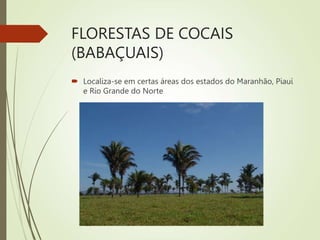 FLORESTAS DE COCAIS
(BABAÇUAIS)
 Localiza-se em certas áreas dos estados do Maranhão, Piauí
e Rio Grande do Norte
 