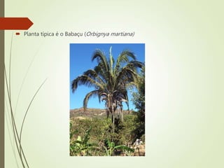  Planta típica é o Babaçu (Orbignya martiana)
 