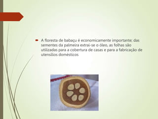  A floresta de babaçu é economicamente importante; das
sementes da palmeira extrai-se o óleo, as folhas são
utilizadas para a cobertura de casas e para a fabricação de
utensílios domésticos
 