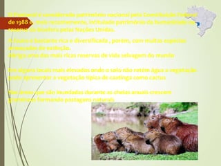 O Pantanal é considerado patrimônio nacional pela Constituição Federal
de 1988 e, mais recentemente, intitulado patrimônio da humanidade ou
reserva da biosfera pelas Nações Unidas.
A fauna é bastante rica e diversificada , porém, com muitas espécies
ameaçadas de extinção.
Abriga uma das mais ricas reservas de vida selvagem do mundo
Em alguns locais mais elevados onde o solo não retém água a vegetação
pode apresentar a vegetação típica de caatinga como cactus
Nas áreas que são inundadas durante as cheias anuais crescem
gramíneas formando pastagens naturais
 