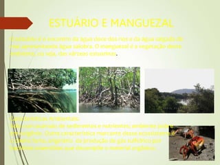ESTUÁRIO E MANGUEZAL
O estuário é o encontro da água doce dos rios e da água salgada do
mar,apresentando água salobra. O manguezal é a vegetação deste
ambiente, ou seja, das várzeas estuarinas.
Características Ambientais:
Solo com acúmulo de sedimentos e nutrientes; ambiente pobre
em oxigênio. Outra característica marcante desse ecossistema é
o cheiro forte, originário da produção de gás sulfídrico por
bactérias anaeróbias que decompõe o material orgânico.
 
