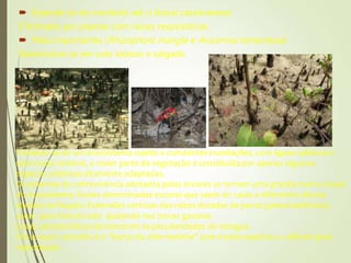  Estende-se do nordeste até o litoral catarinenese
É formada por plantas com raízes respiratórias.
 Mais importantes (Rhizophora mangle e Avicennia tomentosa)
Desenvolve-se em solo lodoso e salgado
Tratando-se de um ecossistema sujeito a constantes inundações, com águas salobras e
solo muito instável, a maior parte da vegetação é constituída por apenas algumas
espécies arbóreas altamente adaptadas.
Os sistemas de sobrevivência adotados pelas árvores se tornam uma grande marca visual
do ecossistema. Raízes denominadas escoras que saem do caule a diferentes alturas
ajudam na fixação. Extensões verticais das raízes dotadas de poros (pneumatóforos),
saem para fora do solo ajudando nas trocas gasosas.
Essas características demonstram as peculiaridades do mangue.
Diz-se que o estuário é o “berço da vida marinha” pois muitas espécies o utilizam para
reprodução.
 