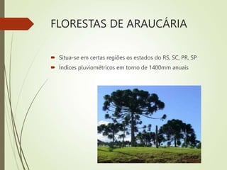 FLORESTAS DE ARAUCÁRIA
 Situa-se em certas regiões os estados do RS, SC, PR, SP
 Índices pluviométricos em torno de 1400mm anuais
 