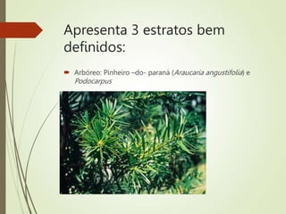 Apresenta 3 estratos bem
definidos:
 Arbóreo: Pinheiro –do- paraná (Araucaria angustifolia) e
Podocarpus
 