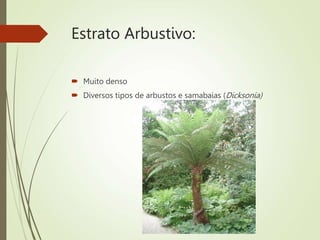 Estrato Arbustivo:
 Muito denso
 Diversos tipos de arbustos e samabaias (Dicksonia)
 