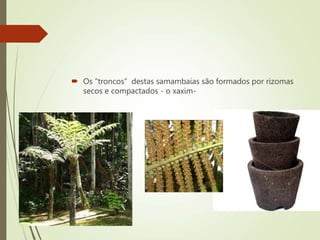  Os “troncos” destas samambaias são formados por rizomas
secos e compactados - o xaxim-
 