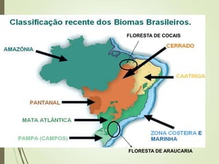 FLORESTA DE COCAIS
FLORESTA DE ARAUCARIA
 