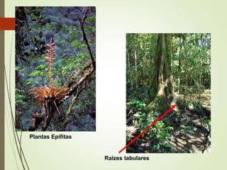 Raizes tabulares
Plantas Epífitas
 