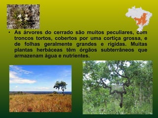 • As árvores do cerrado são muitos peculiares, com
troncos tortos, cobertos por uma cortiça grossa, e
de folhas geralmente grandes e rígidas. Muitas
plantas herbáceas têm órgãos subterrâneos que
armazenam água e nutrientes.
 