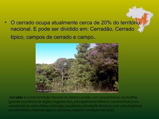 • O cerrado ocupa atualmente cerca de 20% do território
nacional. E pode ser dividido em: Cerradão, Cerrado
típico, campos de cerrado e campo.
 Cerradão é a uma formação florestal do bioma Cerrado com características esclerofilas 
(grande ocorrência de órgãos vegetais rijos, principalmente folhas) e xeromórficas (com 
características como folhas reduzidas, suculência, pilosidade densa ou com cutícula grossa 
que permitem conservar água e, portanto, suportar condições de seca).  
 
