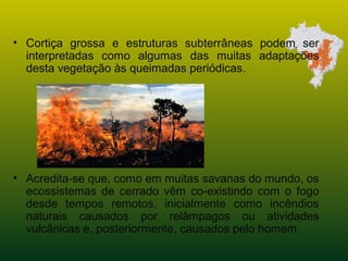 • Cortiça grossa e estruturas subterrâneas podem ser
interpretadas como algumas das muitas adaptações
desta vegetação às queimadas periódicas.
• Acredita-se que, como em muitas savanas do mundo, os
ecossistemas de cerrado vêm co-existindo com o fogo
desde tempos remotos, inicialmente como incêndios
naturais causados por relâmpagos ou atividades
vulcânicas e, posteriormente, causados pelo homem.
 