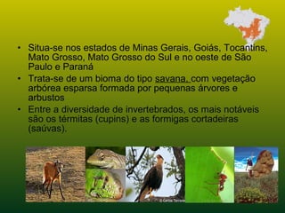 • Situa-se nos estados de Minas Gerais, Goiás, Tocantins,
Mato Grosso, Mato Grosso do Sul e no oeste de São
Paulo e Paraná
• Trata-se de um bioma do tipo savana, com vegetação
arbórea esparsa formada por pequenas árvores e
arbustos
• Entre a diversidade de invertebrados, os mais notáveis
são os térmitas (cupins) e as formigas cortadeiras
(saúvas).
 