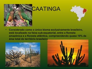 CAATINGA
• Considerado como o único bioma exclusivamente brasileiro,
está localizado na faixa sub-equatorial, entre a floresta
amazônica e a floresta atlântica, compreendendo quase 10% da
área total do território brasileiro
 
