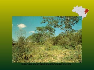 VISÃO DA CAATINGA EM ÉPOCA DE CHUVA
 