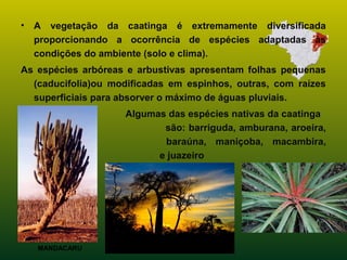 • A vegetação da caatinga é extremamente diversificada
proporcionando a ocorrência de espécies adaptadas às
condições do ambiente (solo e clima).
As espécies arbóreas e arbustivas apresentam folhas pequenas
(caducifolia)ou modificadas em espinhos, outras, com raízes
superficiais para absorver o máximo de águas pluviais.
• Algumas das espécies nativas da caatinga
são: barriguda, amburana, aroeira,
umbu, baraúna, maniçoba, macambira,
mandacaru e juazeiro
MANDACARU
 