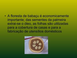 • A floresta de babaçu é economicamente
importante; das sementes da palmeira
extrai-se o óleo, as folhas são utilizadas
para a cobertura de casas e para a
fabricação de utensílios domésticos
 