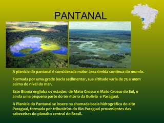 PANTANAL
A planície do pantanal é considerada maior área úmida contínua do mundo.
Formada por uma grade bacia sedimentar, sua altitude varia de 75 a 100m
acima do nível do mar.
Este Bioma engloba os estados de Mato Grosso e Mato Grosso do Sul, e
ainda uma pequena parte do território da Bolívia e Paraguai.
A Planície do Pantanal se insere na chamada bacia hidrográfica do alto
Paraguai, formada por tributários do Rio Paraguai provenientes das
cabeceiras do planalto central do Brasil.
 