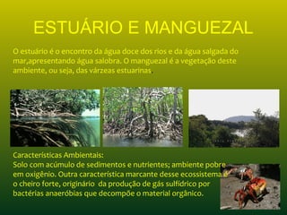 ESTUÁRIO E MANGUEZAL
O estuário é o encontro da água doce dos rios e da água salgada do
mar,apresentando água salobra. O manguezal é a vegetação deste
ambiente, ou seja, das várzeas estuarinas.
Características Ambientais:
Solo com acúmulo de sedimentos e nutrientes; ambiente pobre
em oxigênio. Outra característica marcante desse ecossistema é
o cheiro forte, originário da produção de gás sulfídrico por
bactérias anaeróbias que decompõe o material orgânico.
 