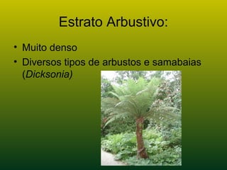 Estrato Arbustivo:
• Muito denso
• Diversos tipos de arbustos e samabaias
(Dicksonia)
 