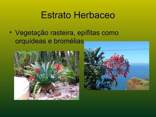 Estrato Herbaceo
• Vegetação rasteira, epífitas como
orquídeas e bromélias
 