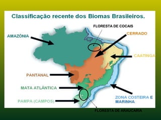 FLORESTA DE COCAIS
FLORESTA DE ARAUCARIA
 