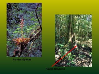Raizes tabulares
Plantas Epífitas
 