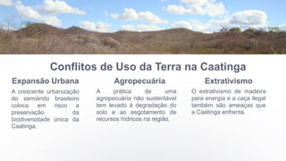 Conflitos de Uso da Terra na Caatinga
Expansão Urbana
A crescente urbanização
do semiárido brasileiro
coloca em risco a
preservação da
biodiversidade única da
Caatinga.
Agropecuária
A prática de uma
agropecuária não sustentável
tem levado à degradação do
solo e ao esgotamento de
recursos hídricos na região.
Extrativismo
O extrativismo de madeira
para energia e a caça ilegal
também são ameaças que
a Caatinga enfrenta.
 