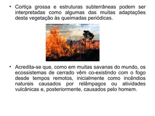 • Cortiça grossa e estruturas subterrâneas podem ser
interpretadas como algumas das muitas adaptações
desta vegetação às queimadas periódicas.
• Acredita-se que, como em muitas savanas do mundo, os
ecossistemas de cerrado vêm co-existindo com o fogo
desde tempos remotos, inicialmente como incêndios
naturais causados por relâmpagos ou atividades
vulcânicas e, posteriormente, causados pelo homem.
 