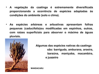 • A vegetação da caatinga é extremamente diversificada
proporcionando a ocorrência de espécies adaptadas às
condições do ambiente (solo e clima).
• As espécies arbóreas e arbustivas apresentam folhas
pequenas (caducifolia)ou modificadas em espinhos, outras,
com raízes superficiais para absorver o máximo de águas
pluviais.
• Algumas das espécies nativas da caatinga
são: barriguda, amburana, aroeira,
umbu, baraúna, maniçoba, macambira,
mandacaru e juazeiro
MANDACARU
 