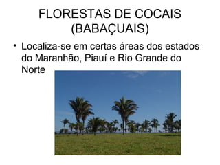 FLORESTAS DE COCAIS
(BABAÇUAIS)
• Localiza-se em certas áreas dos estados
do Maranhão, Piauí e Rio Grande do
Norte
 