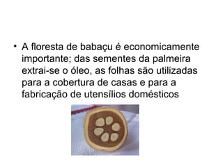 • A floresta de babaçu é economicamente
importante; das sementes da palmeira
extrai-se o óleo, as folhas são utilizadas
para a cobertura de casas e para a
fabricação de utensílios domésticos
 