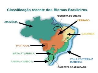 FLORESTA DE COCAIS
FLORESTA DE ARAUCARIA
 