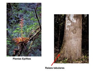 Raizes tabulares
Plantas Epífitas
 