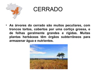 CERRADO
• As árvores do cerrado são muitos peculiares, com
troncos tortos, cobertos por uma cortiça grossa, e
de folhas geralmente grandes e rígidas. Muitas
plantas herbáceas têm órgãos subterrâneos para
armazenar água e nutrientes.
 