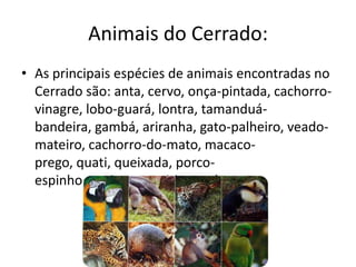 Animais do Cerrado:
• As principais espécies de animais encontradas no
  Cerrado são: anta, cervo, onça-pintada, cachorro-
  vinagre, lobo-guará, lontra, tamanduá-
  bandeira, gambá, ariranha, gato-palheiro, veado-
  mateiro, cachorro-do-mato, macaco-
  prego, quati, queixada, porco-
  espinho, capivara, tapiti e preá.
 