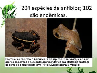 204 espécies de anfíbios; 102
                são endêmicas.




Exemplar de perereca P. berohoca , e do sapinho B. sazimai que existem
apenas no cerrado e podem desaparecer devido aos efeitos da mudança
do clima e do mau uso da terra (Foto: Divulgação/Paula Valdujo)
 