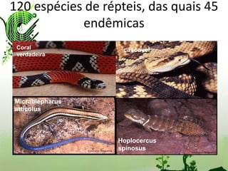 120 espécies de répteis, das quais 45
            endêmicas
 Coral              cascavel
 verdadeira




Micrablepharus
atticolus



                   Hoplocercus
                   spinosus
 