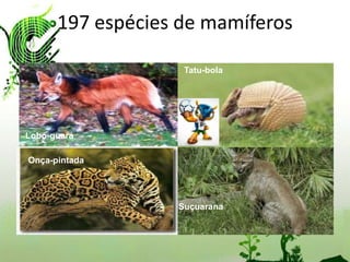 197 espécies de mamíferos

Coral               Tatu-bola
                     cascavel
verdadeira




Lobo-guará

Micrablepharus
 Onça-pintada
atticolus



                   Suçuarana
                    Hoplocercus
                    spinosus
 