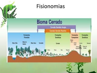 Fisionomias
 