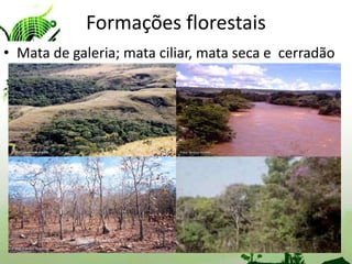 Formações florestais
• Mata de galeria; mata ciliar, mata seca e cerradão
 