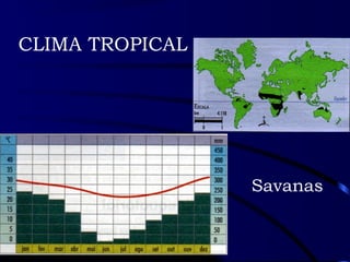 CLIMA TROPICAL 
Savanas 
 