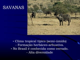 SAVANAS 
- Clima tropical típico (semi-úmido) 
- Formação herbáceo-arbustiva. 
- No Brasil é conhecida como cerrado. 
- Alta diversidade 
 