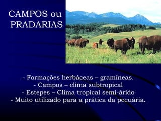 CAMPOS ou 
PRADARIAS 
- Formações herbáceas – gramíneas. 
- Campos – clima subtropical 
- Estepes – Clima tropical semi-árido 
- Muito utilizado para a prática da pecuária. 
 
